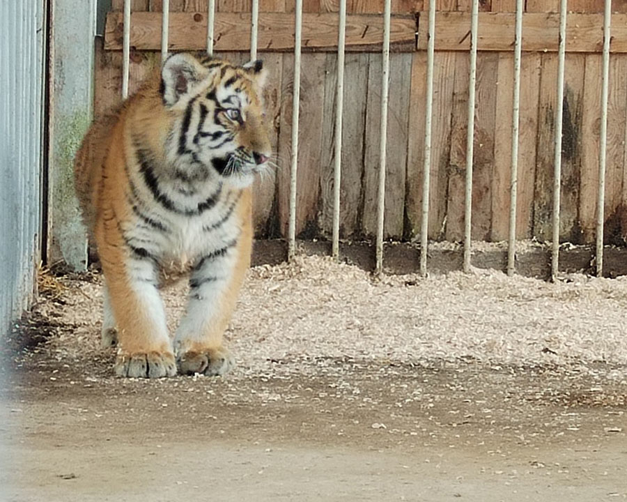 img-1e482f4d1006f5cbe68f86a1406936ea-v (1).jpg