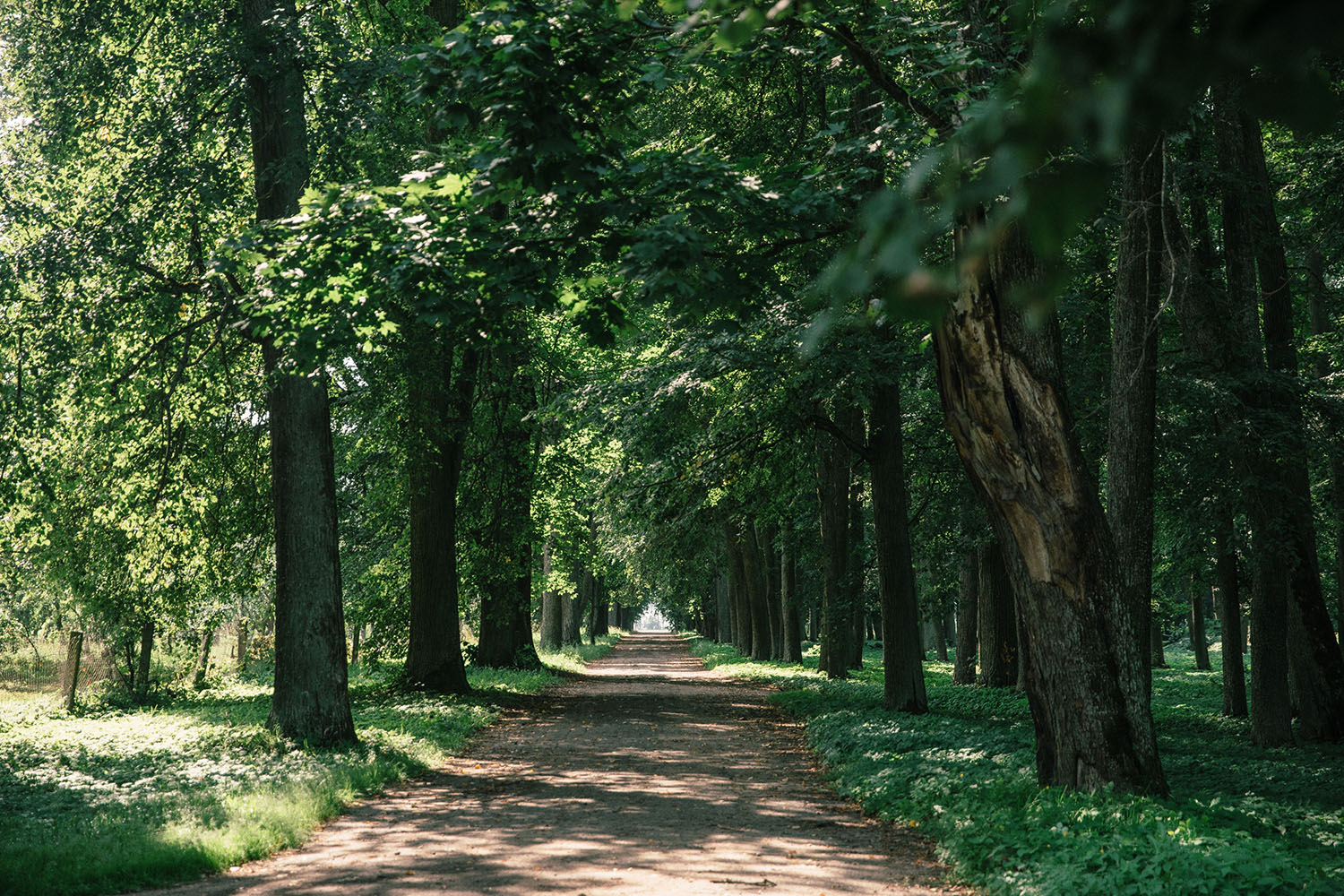 296A4764 copy (1) (2).jpg